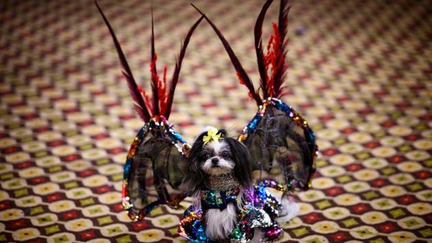 The show features themed walks down the ramp with attendees’ dogs costumed and walking alongside rescue dogs seeking homes. (Johannes Eisele / AFP)