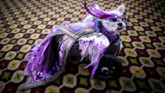 A part of the evening’s proceeds will support the lifesaving programmes run by the Mayor’s Alliance for NYC’s Animals, which works with more than 150 rescue groups and shelters for homeless animals. (Johannes Eisele / AFP)