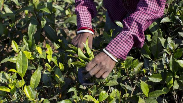 Indian tea sales to wilt as Kenyan crop jumps. (Bloomberg) Indian tea sales to wilt as Kenyan crop jumps. (Bloomberg)