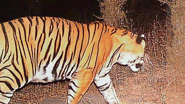 A photo of tiger T-98 in the Mukundra reserve. (Sourced)