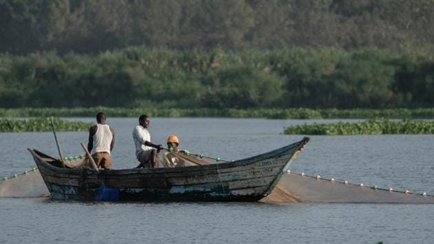 Hyacinth also reduces the amount of oxygen absorbed in the water, to the delight of species such as catfish, but to the chagrin of others like the tilapia, a mainstay of the region’s fishing economy. “I wish hyacinth was our only problem!” said George Otieno, a 34-year-old fisherman. “The fishing is not as good as before.” (Yasuyoshi Chiba / AFP) 