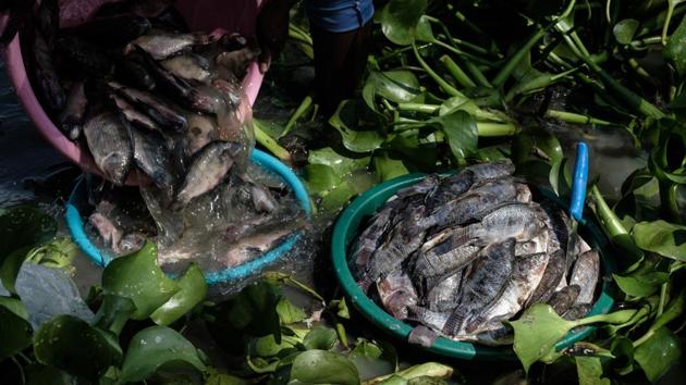 At the market in Kisumu, the gap between local demand and the lake’s supply is filled by frozen tilapia fillets -- imported from China. The incongruity makes fishmongers cringe. “It’s absurd,” says Dickson Oduor, 22, as he slices up some locally-caught fish. “But there are poorer people who prefer to buy Chinese tilapia, which is cheaper.” (Yasuyoshi Chiba / AFP) 