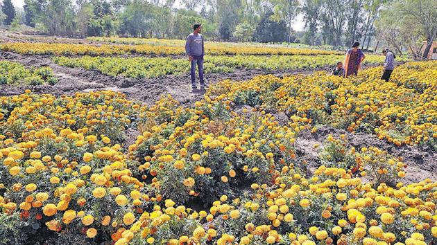 Visitors looking at flower beds during the Rabi festival organised by Agriculture college of Pune, Shivajinagar, on Friday. (RAHUL RAUT/HT PHOTO) 