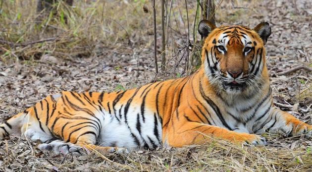 Researchers used computer simulations to assess the future suitability of the low-lying Sundarban region for tigers and their prey species.
