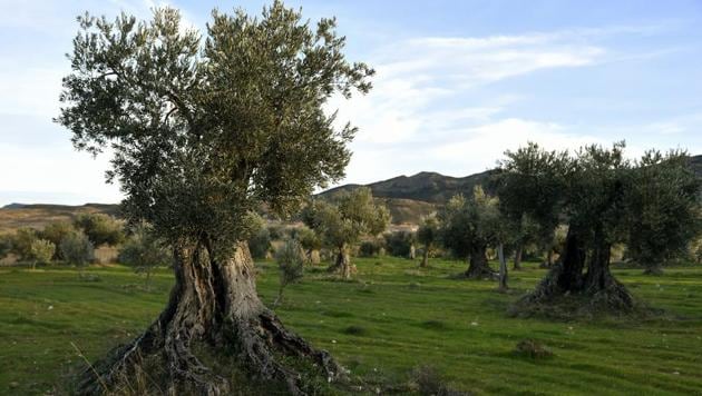 Trees are pictured in an olive grove in Oliete, northeastern Spain. “They’re over 500 years old,” said Sira Plana proudly as she pointed to Oliete’s olive groves, many of which are thriving now thanks to an adoption scheme that has prevented this northeastern Spanish village from dying out. (Jose Jordan / AFP)