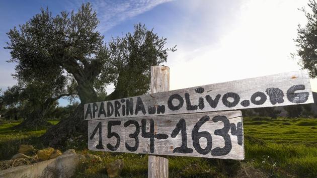 A sign reads “Adopt an olive tree” in an olive grove in Oliete. “It’s much more than a tree,” said Esther Lopez, a 41-year-old accountant, who lives near Madrid and adopted a tree three years ago. “With my 50 euros and the 50 euros of others, they can get a village which otherwise would be abandoned back on its feet.” Donors can also name trees they adopt. (Jose Jordan / AFP)