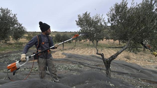 “If there is work I can stay here forever,” said newcomer Cesar Tarradas, 36, after using a machine to shake olives off the trees. He moved to Oliete a few months ago to join his father, his sister and her four children. “I would like to buy a house and make something of my life,” added Tarradas, whose family decided to leave Barcelona because of the soaring rents in Spain’s second largest city. (Jose Jordan / AFP)