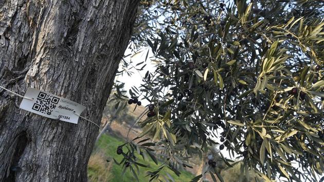 Spain is the world’s largest producer of olive oil and Plana said that when people explain why they decided to sponsor a tree “in the majority of cases, it is very, very emotional... linked to a relative, a child, grandfather, an olive plantation”. Of around 100,000 centuries-old olive trees abandoned in the area, more than 7,000 have been revived by the project launched four years ago. (Jose Jordan / AFP)