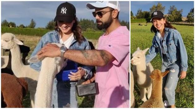 Anushka Sharma and Virat Kohli playing with alpacas.(Instagram)