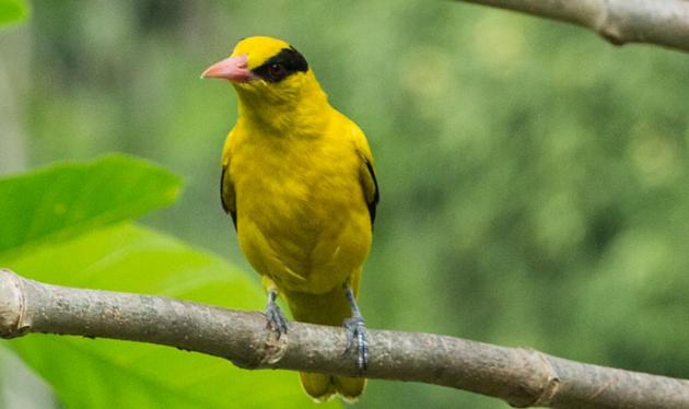 Black-naped Oriole was the ‘bird of the day’ at Sunday’s event. (Sureh AP) Black-naped Oriole was the ‘bird of the day’ at Sunday’s event. (Sureh AP)