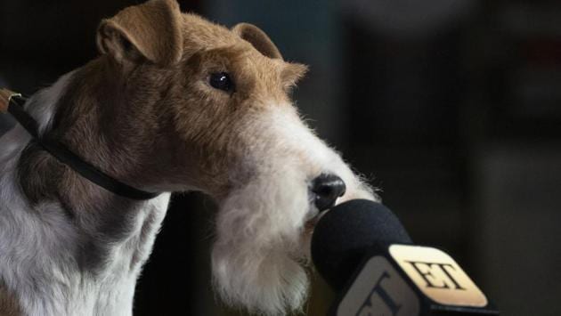 King, a wire fox terrier, leans towards a microphone at Sardi's Restaurant, in New York. King won Best in Show at the 143rd Westminster Kennel Club Dog Show. (Mark Lennihan / AP)