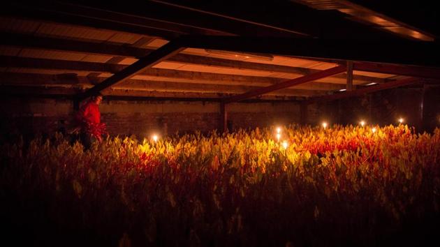 Robert Tomlinson, a fourth-generation rhubarb farmer, harvests forced rhubarb by candlelight on his farm in Pudsey, northern England. Tomlinson's farm falls within the 'Rhubarb Triangle', the area defined between the three cities of Leeds, Wakefield and Bradford, which is synonymous with the commercial growing of forced rhubarb since the 1870s. (Oli SCARFF / AFP)