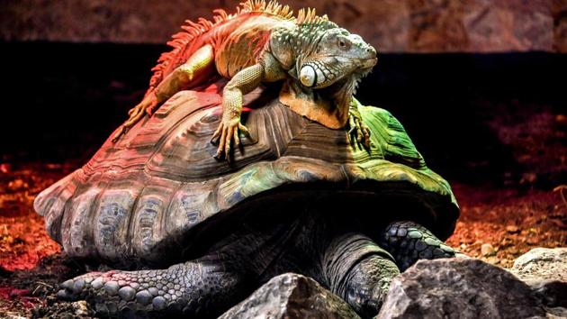 A green iguana, or American iguana sits on an Aldabra giant tortoise, the largest tortoise of the world, in their enclosure at the zoo park of Lille, northern France. (PHILIPPE HUGUEN / AFP)