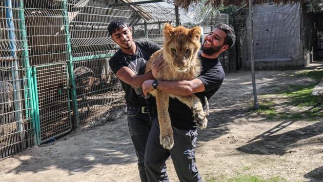 Palestinian zoo workers hold up the young lioness called Falestine at the Rafah Zoo in the southern Gaza Strip. The lioness is supposed to be placid enough to meet visitors, despite animal rights campaigners saying human beings have subjected her to horrific pain. (SAID KHATIB / AFP)