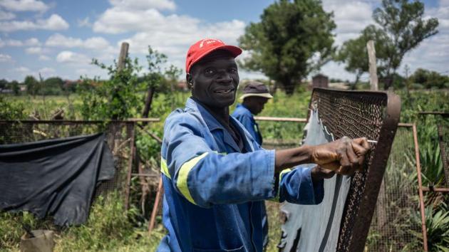 An employee of the Prestige Leathers tannery prepares leather in a workshop. Bulawayo city -- a former industrial hub -- has suffered the brunt of the country’s collapse since 1980 that has left behind mass unemployment and a landscape of derelict warehouses and ghostly abandoned factories. (Zinyange Auntony / AFP)