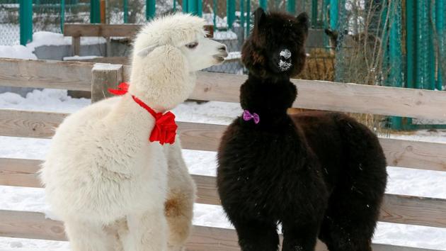 Alpacas, male Romeo (L) and female Juliette, decorated for Valentine's Day walk inside their open air enclosure at the Roev Ruchey Zoo in Krasnoyarsk, Russia. (Ilya Naymushin / REUTERS)