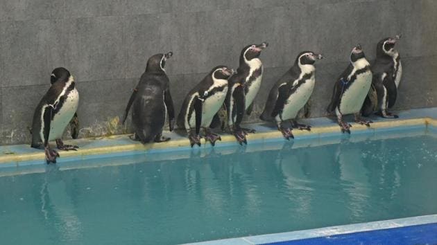 In the first phase of expansion, the BMC had brought eight Humboldt Penguins to Byculla zoo(Pratik Chorge/HT File)