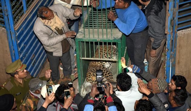 Forest department officials after capturing a leopard in Lucknow in January, 2018. (Subhankar Chakraborty/HT PHOTO) Forest department officials after capturing a leopard in Lucknow in January, 2018. (Subhankar Chakraborty/HT PHOTO)