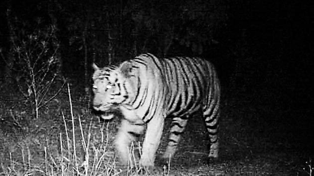 The tiger captured by a night vision camera in the forest of Mahisagar, February 12, 2019.(HT PHOTO)