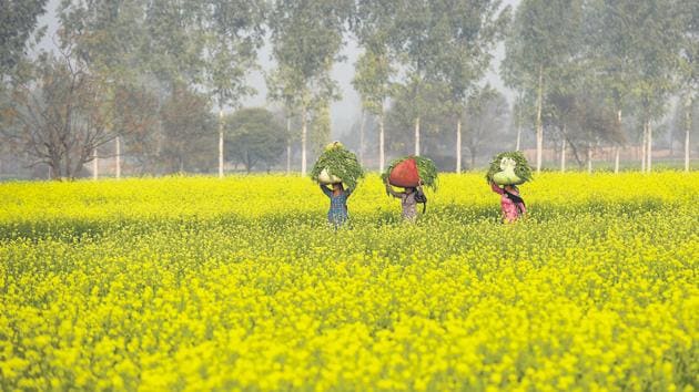 Mustard fields in Haryana. The fields of Punjab and Haryana are popular shooting locations for Bollywood films.(Burhaan Kinu/HT PHOTO)