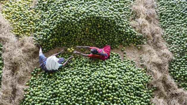 Indian labourers select 'Mosambis' fruits, also called sweet oranges, at Gaddiannaram fruit market on the outskirts of Hyderabad, Telangana. (Noah Seelam / AFP)