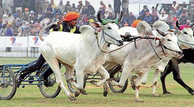 Bullock cart races were an integral part of Kila Raipur rural sports festival in Punjab till they were prohibited by the Supreme Court in 2014. (HT File)