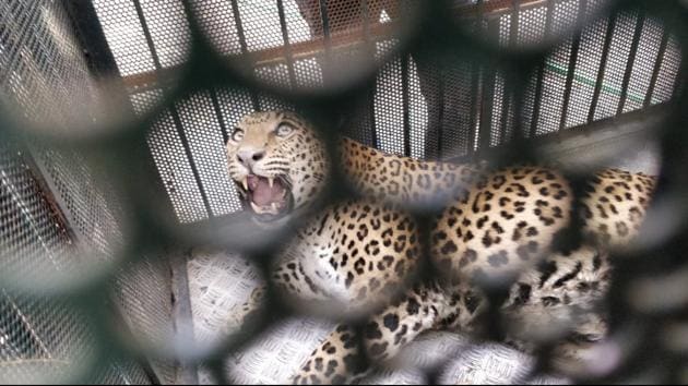 A leopard was spotted in Pune on February 4, in Mundhwa.(HT PHOTO)