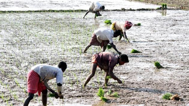 States are grappling with hurdles in meeting deadlines and norms set for PM-KISAN, the Narendra Modi government’s cash-transfer scheme scheduled to be implemented by April. (ANI) States are grappling with hurdles in meeting deadlines and norms set for PM-KISAN, the Narendra Modi government’s cash-transfer scheme scheduled to be implemented by April. (ANI)