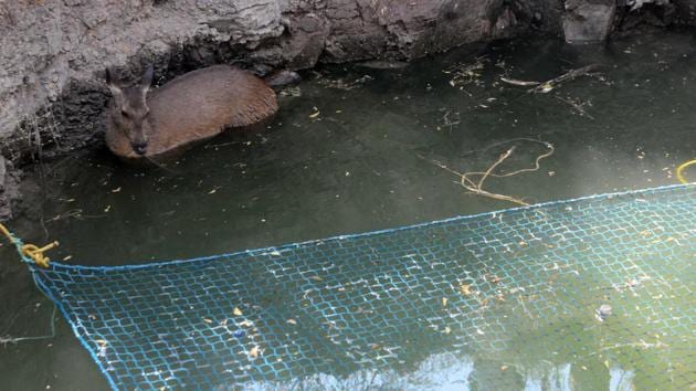 The deer was three or four years old and suffered minor injuries after falling into the well. (shankar Narayan/HT PHOTO) 