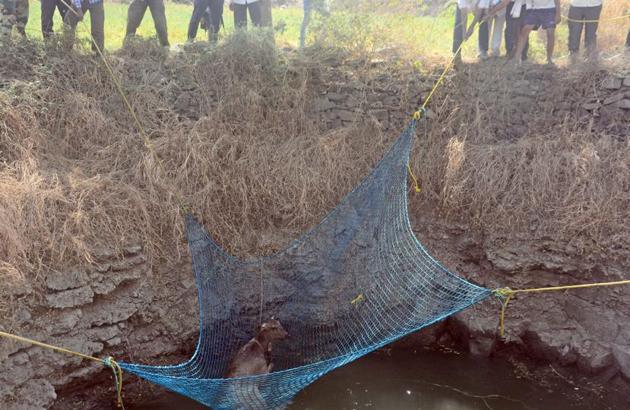 Additional staff from the Loni Kalbhor range and Katraj Zoo came to the deer’s rescue after forest department officials were not able to rescue it single handed. (Shankar Narayan/HT PHOTO) 