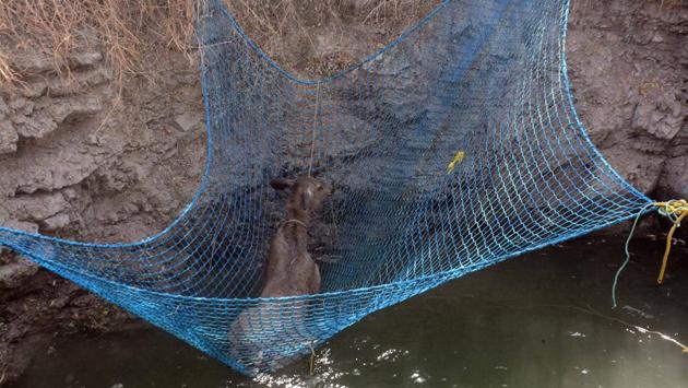 Forest officials said the, deer may have fallen into the well while escaping a dog attack. 
