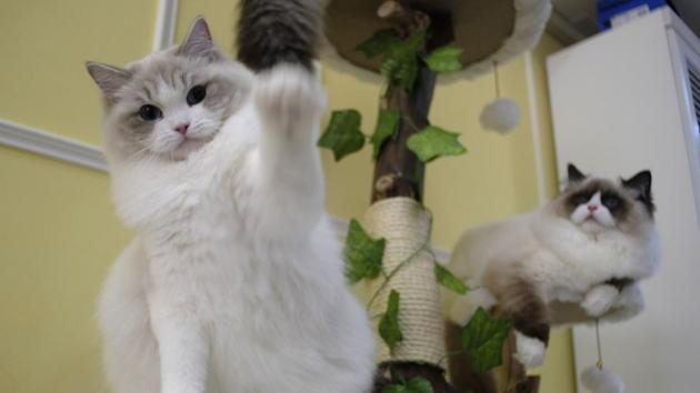 Two of the Persian cats owned by Taiwanese cat breeder Chang Chin-yi. (AFP) Two of the Persian cats owned by Taiwanese cat breeder Chang Chin-yi. (AFP)