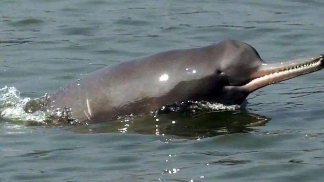 During survey, 300 dolphins were found in the Ganges from Buxar to Mokama, 700 in the Ganges from Mokama to Manihari, 100 in the Gandak river and 50 in the Ghaghara river.(File Photo) During survey, 300 dolphins were found in the Ganges from Buxar to Mokama, 700 in the Ganges from Mokama to Manihari, 100 in the Gandak river and 50 in the Ghaghara river.(File Photo)
