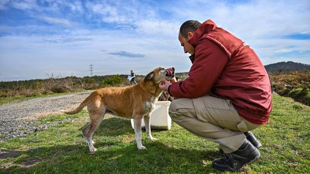 A veterinarian of Istanbul Metropolitan Municipality checks stray dogs as workers feed them at Sariyer, northern Istanbul. Officials in the city are increasing efforts to ensure the good health of the street animals, and thereby of the residents who come into contact with them. (Ozan Kose / AFP)
