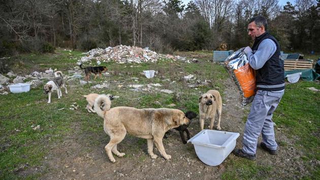 A worker of Istanbul metropolitan municipality feeds stray dogs at Sariyer, northern Istanbul. “People generally bring the animals that they take care of... so that they are given anti-parasite” treatment, said Nihan Dincer, a veterinarian working for the Istanbul Metropolitan Municipality (IBB). And “because people are in constant contact with them, they are also protected”, she added. (Ozan Kose / AFP)