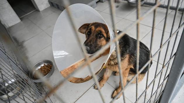 A stray dog is pictured at Sultangazi Health Centre at Sultangazi in western Istanbul. An animal protection law passed in 2004 forced municipalities to take care of street animals. In Istanbul, as well as the mobile clinic, IBB maintains six health centres. The aim is to vaccinate, sterilise and take care of around 1,30,000 dogs and 1,65,000 cats who live on the streets, according to the municipality. (Ozan Kose / AFP)