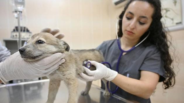 A veterinarian checks a puppy at Sultangazi Health Centre. The stray animals, fitted with a microchip, are then taken back to where they were found, except those which are adopted by individuals during their stay at the health centres. Due to the development of these services, the municipality has cared for 73,608 animals in 2018 -- that compares with only 2,470 back in 2004. (Ozan Kose / AFP)