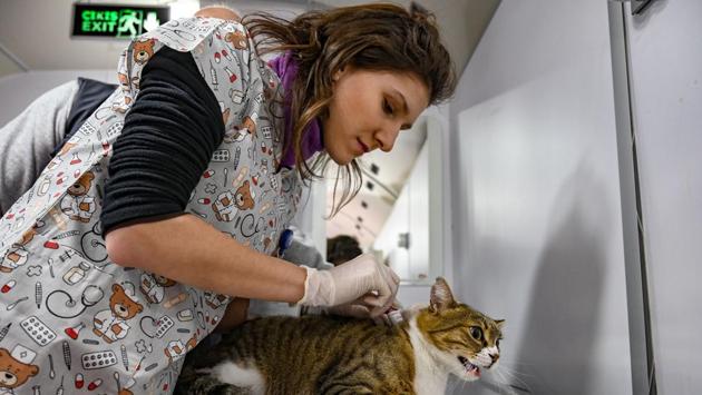Nihan Dincer, veterinarian of the Vetbus, checks a stray cat on January 31, 2019 at Rumelihisari district in northern Istanbul. There hasn’t been a single case of rabies in Istanbul since 2016, according to the municipality which employs 100 veterinarians and veterinary technicians. (Ozan Kose / AFP)
