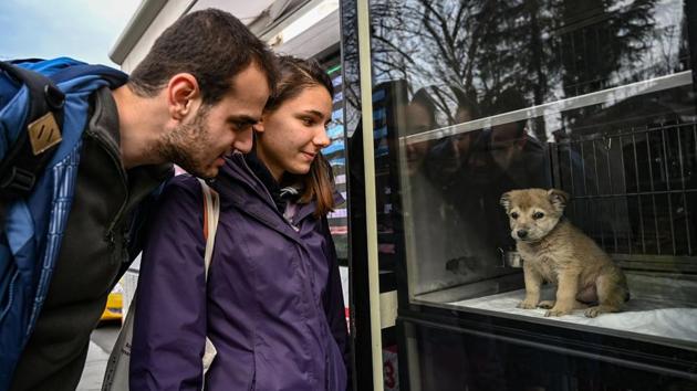 People look at a puppy presented in a showcase on a Vetbus for adoption at Rumelihisari district in northern Istanbul. While animals living on Istanbul’s streets are often well fed, in the forests surrounding the city, “animals don’t have a place to feed themselves,” Umut Demir, a veterinarian at IBB, said. So around a tonne of food is distributed each day by vans dispatched full of dry food which is consumed by the dogs. (Ozan Kose / AFP)