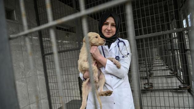 Tugce Demirlek, chief veterinarian of the Sultangazi Health Centre poses with a stray dog. According to Demirlek, the fact that the animals are well fed and cared for ensures that they are calm and limits any aggressive behaviour. But the number of dogs has remained fairly stable in the past few years despite sterilisation efforts. “We sterilise them systematically, but the animals that we do not catch continue to reproduce,” she explained. (Ozan Kose / AFP)