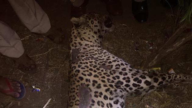 A photograph of the leopard which was hit by a car on Tuesday night in Maharashtra’s Palghar district.(HT Photo) A photograph of the leopard which was hit by a car on Tuesday night in Maharashtra’s Palghar district.(HT Photo)