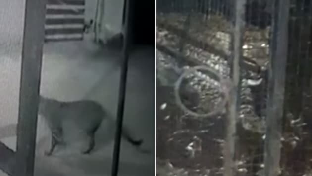 “It passed through the airport area twice on the night of February 19. But we lost track of it,” a security official at the airport said. (Screengrab) “It passed through the airport area twice on the night of February 19. But we lost track of it,” a security official at the airport said. (Screengrab)