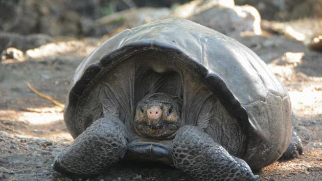 Investigators think there may be more members of the species on the island because of tracks and scat they found.(Galapagos National Park via AP)