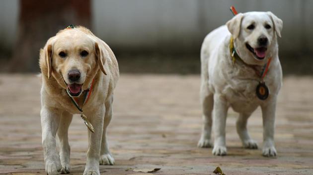 Delhi Police dog squad twins Babu (L) and Babe (R) pose for media at Model Town Police Station in New Delhi (Amal KS/HT PHOTO) Delhi Police dog squad twins Babu (L) and Babe (R) pose for media at Model Town Police Station in New Delhi (Amal KS/HT PHOTO)