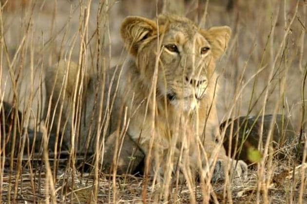 33 quarantined Gir lions may never stalk the wild | Latest News India -  Hindustan Times
