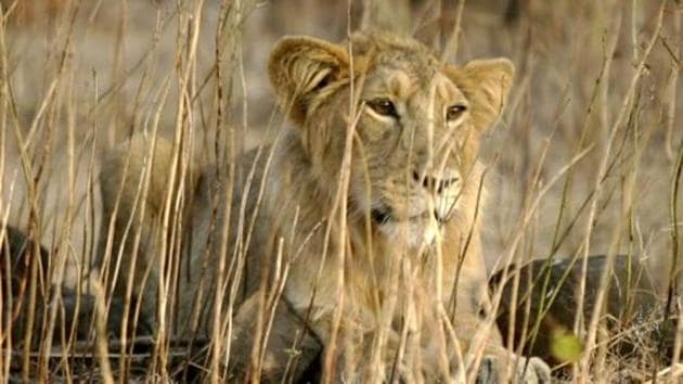 An Asiatic lion rests in Gir forest.(REUTERS)