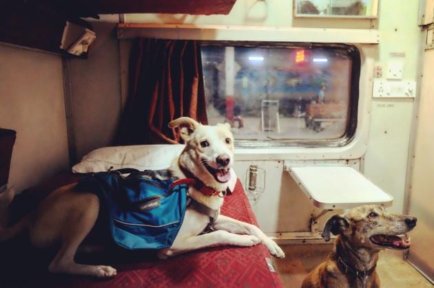 Traveling with dogs or cats: What you need to know