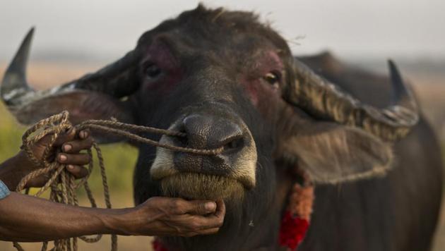 Jaipur in Rajasthan alone has reported 64 cases of buffalo theft in 2019. A buffalo is sold for good money making stealing attractive.(AP Photo/Representative)