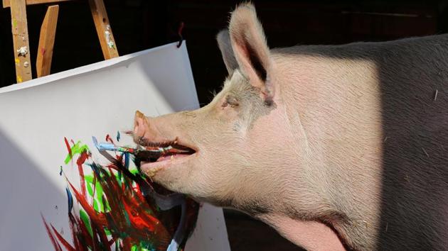 Pigcasso, a rescued pig, paints on a canvas at the Farm Sanctuary in Franschhoek, outside Cape Town, South Africa. (Sumaya Hisham / REUTERS)