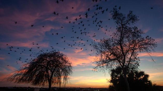 A flock of birds flies over the Rio Bravo, natural border between Eagle Pass, Texas, US and Piedras Negras, Coahuila state, Mexico, as seen from Piedras Negras. (Julio Cesar Aguilar / AFP)